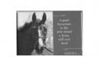 ZZZ - A Good Horseman Is The Only Friend A Horse Will Ever Need Magnet