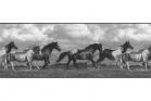Horses Running Free NV9448B Wallpaper Border by York