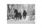 Snowy Trot Black Stallions Boxed Christmas Cards