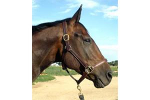 Pro Series Brown Leather Stable Halter